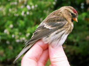 _lesserredpoll_brhd_28092008.jpg