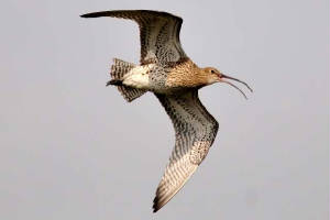 curlew_whitingbay_07032011.jpg