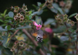 hummingbirdhmoth_kilmorequay_9nov2011_km_9079.jpg
