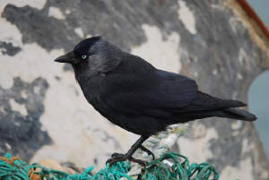jackdaw_dunmoreeast_29032009_dsc_0064.jpg