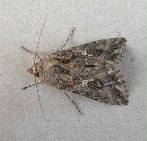 ni-moth-wexford-2006.jpg