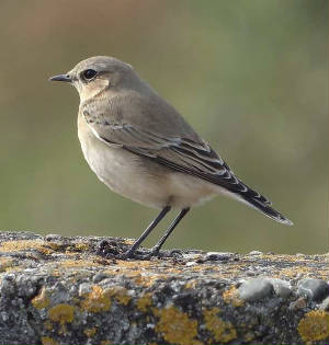 wheatear_ramhd_26092008.jpg