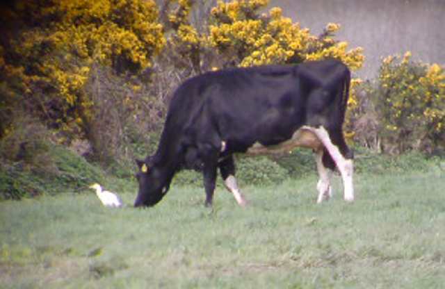 cattleegret_1of5_nrclohernagh_27apr2008_a.jpg