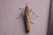 agriphilatristella_brhd_27aug2005.jpg