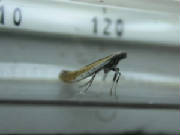 aspilapteryx_tringipenella_brhd_5june2007.jpg