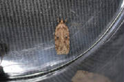 aug30_micro1_agonopterixsp.jpg