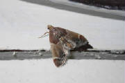 mealmoth_brhd_03092005.jpg