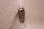 whiteshoulderedhousemoth_brhd_0209200535_2.jpg