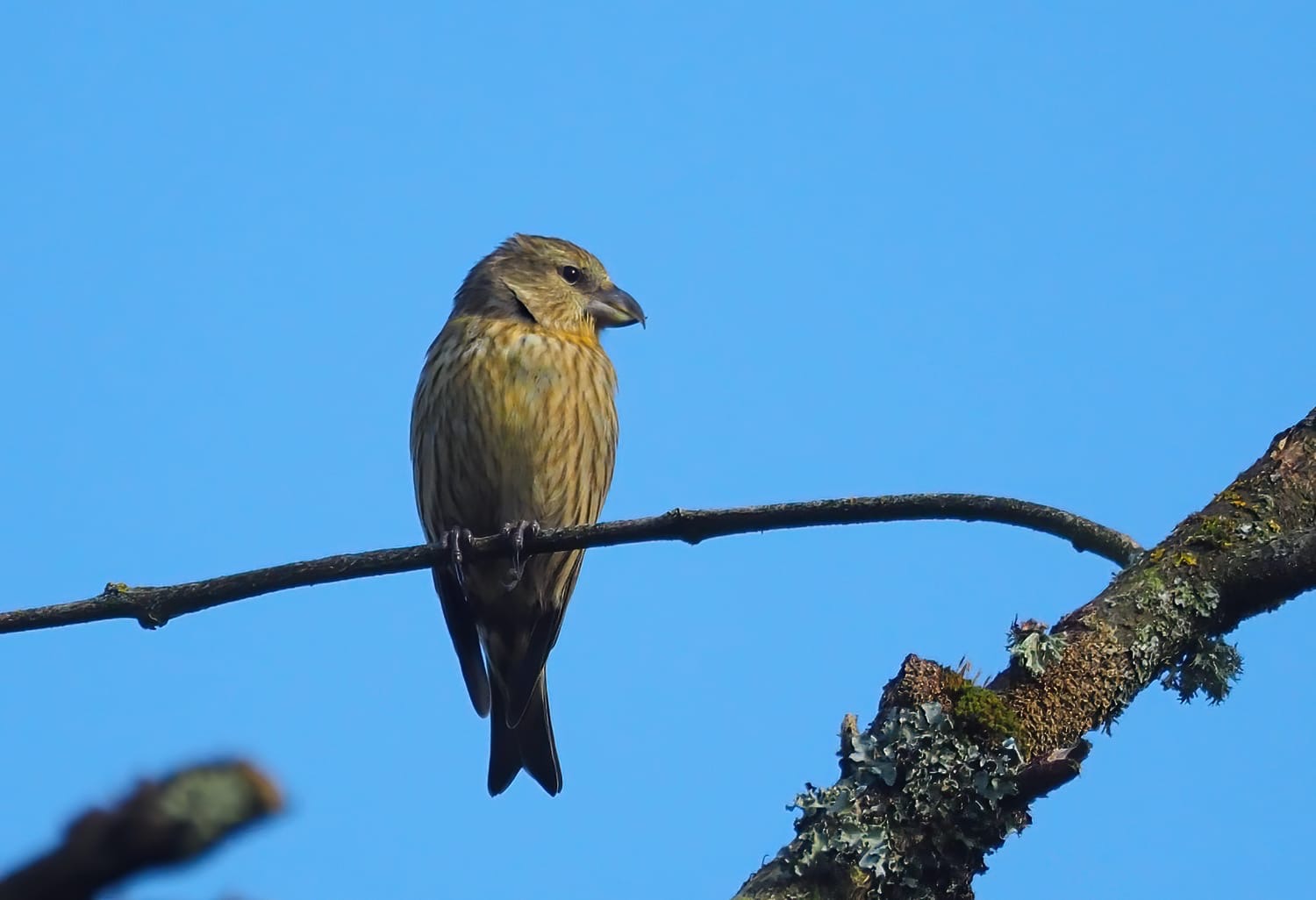 crossbill_noflismore_03052025_adm.jpeg
