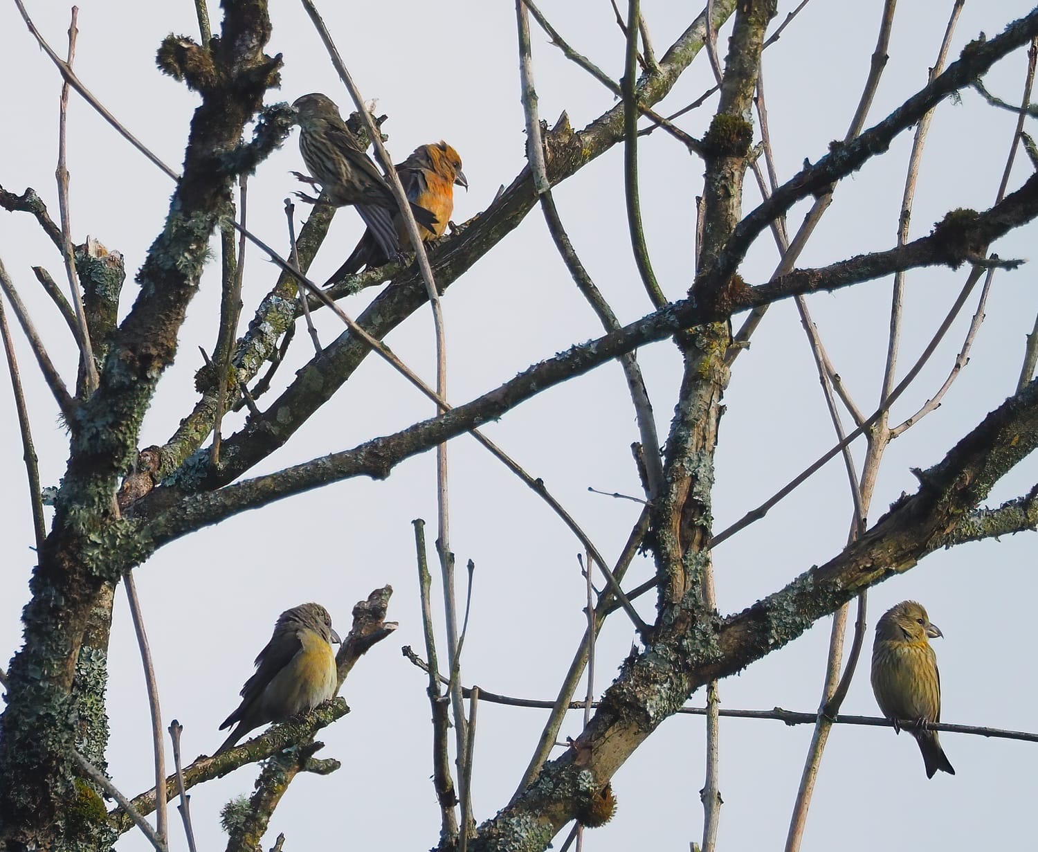 crossbills_noflismore_03052025_adm.jpeg