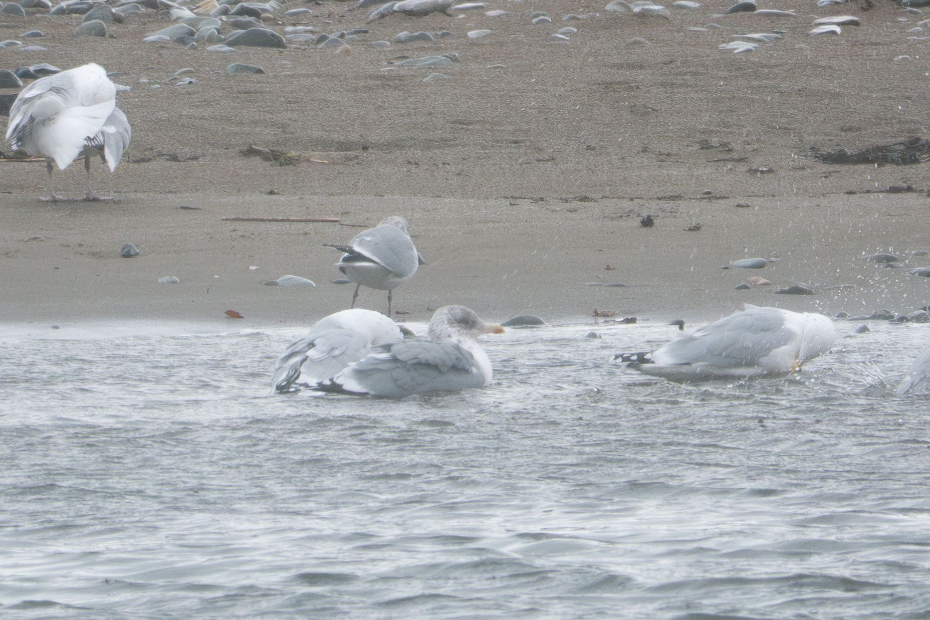 hergu_argentatus2_bunmahon_25012025_dw.jpeg