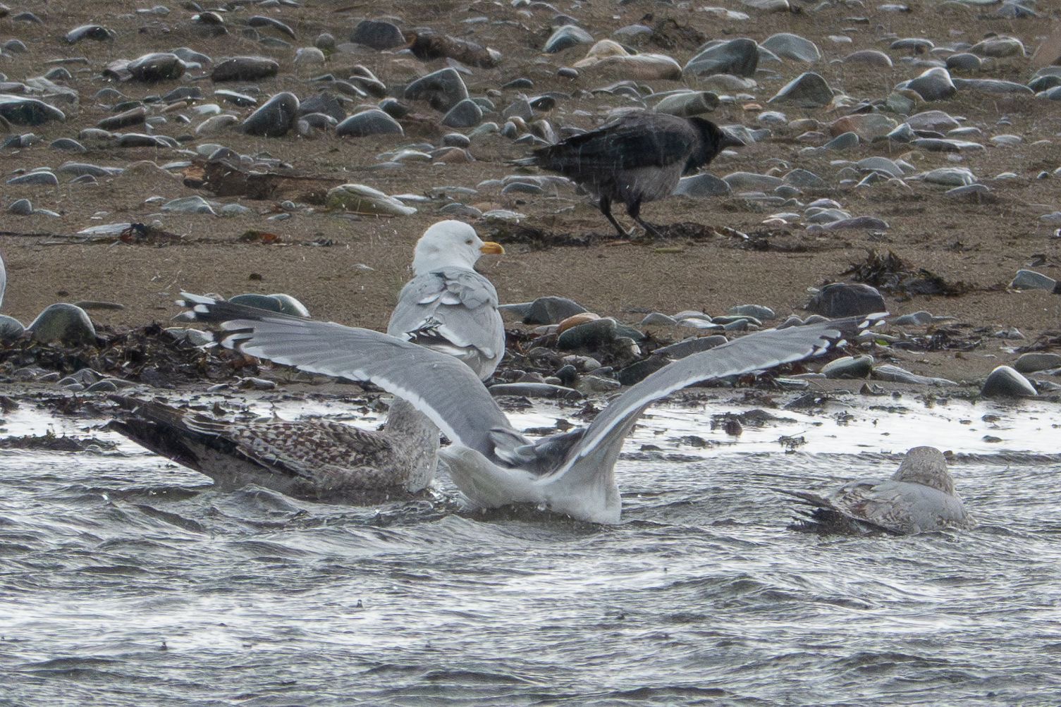 hergu_argentatus_bunmahon_25012025_dw.jpeg