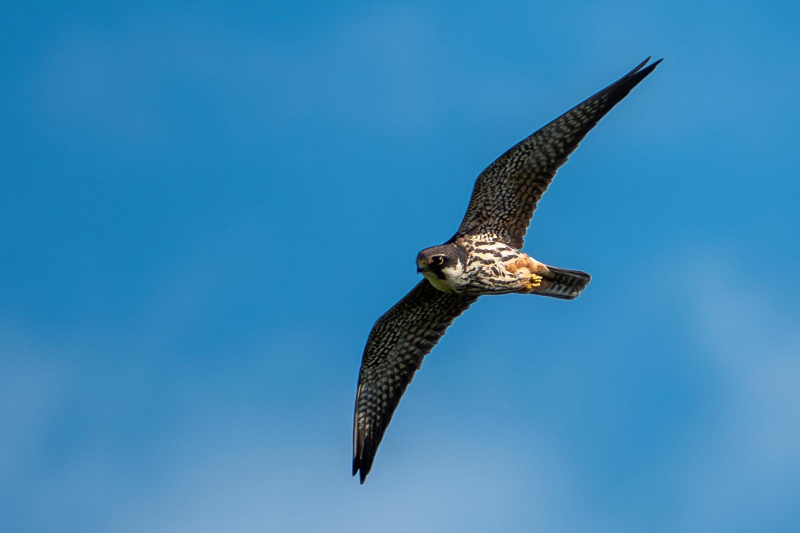 hobby_1_carrigavantry_21052025_dw.jpeg