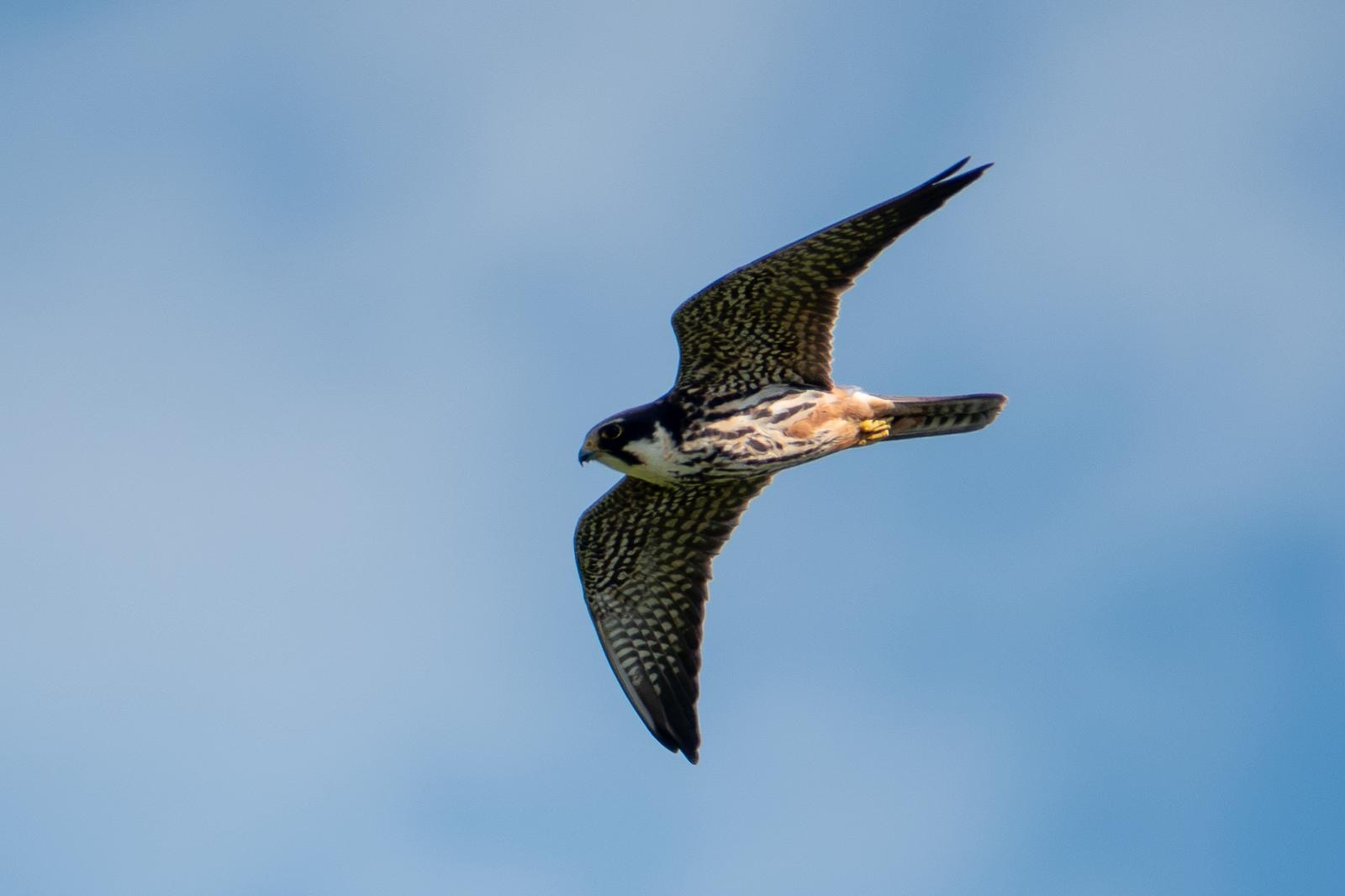 hobby_carrigavantry_2_21052025_dw.jpeg