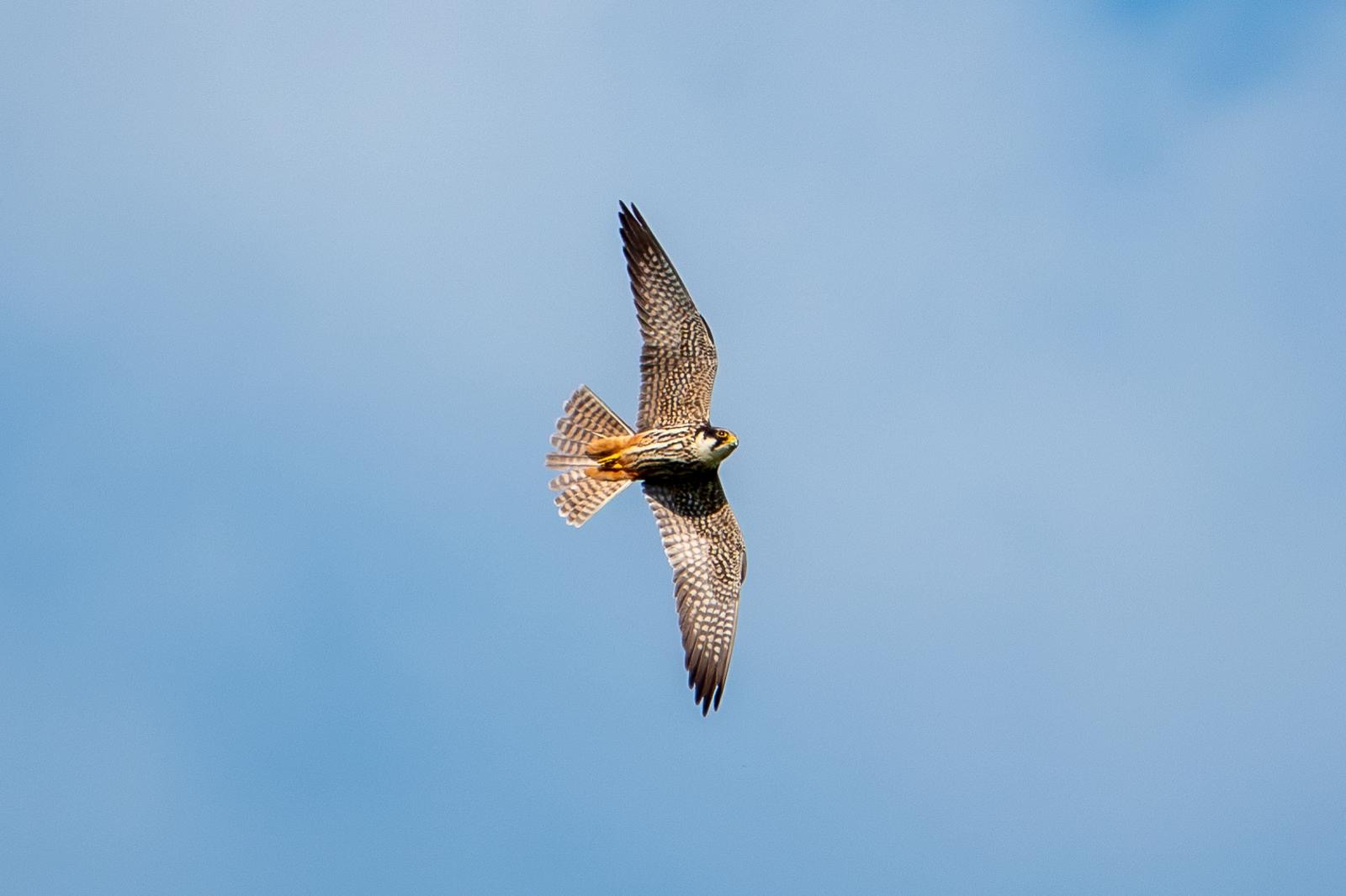 hobby_carrigavantry_3_21052025_dw.jpeg