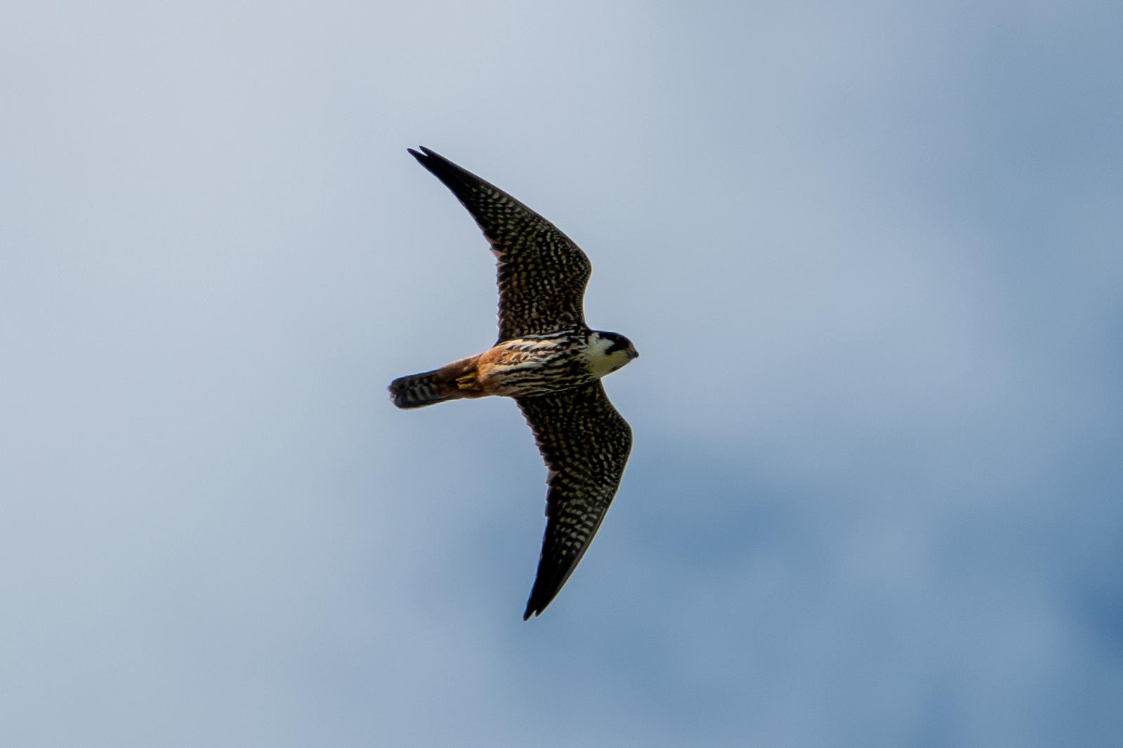 hobby_carrigavantry_4_21052025_dw.jpeg