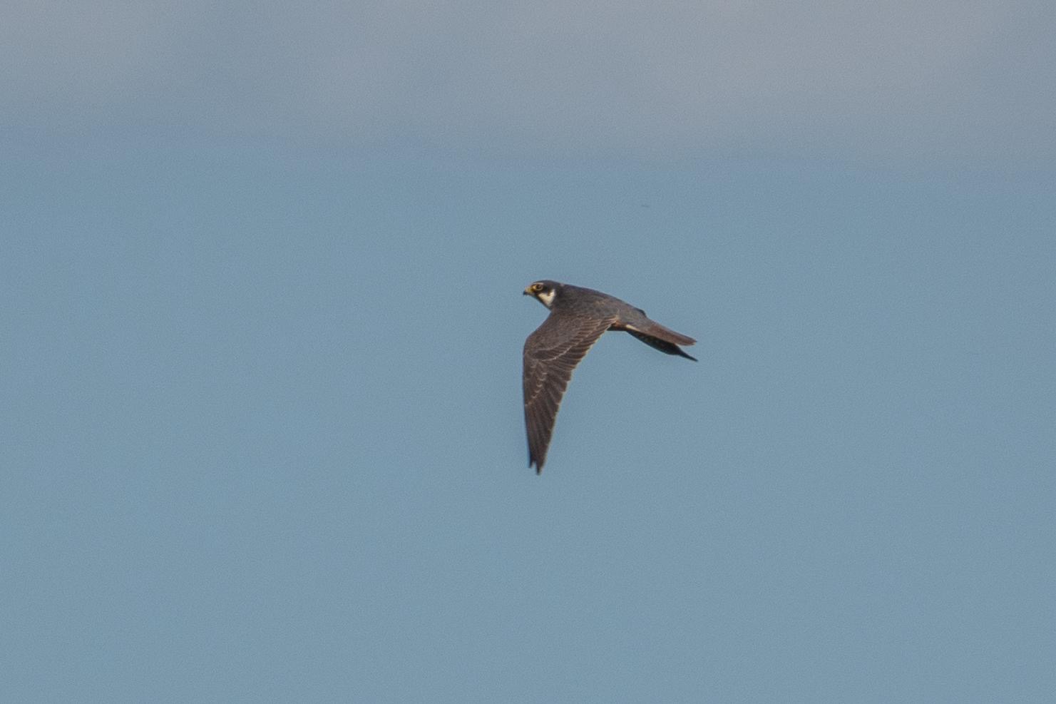 hobby_carrigavantry_5_21052025_dw.jpeg