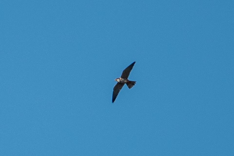 hobby_carrigavantry_6_21052025_dw.jpeg