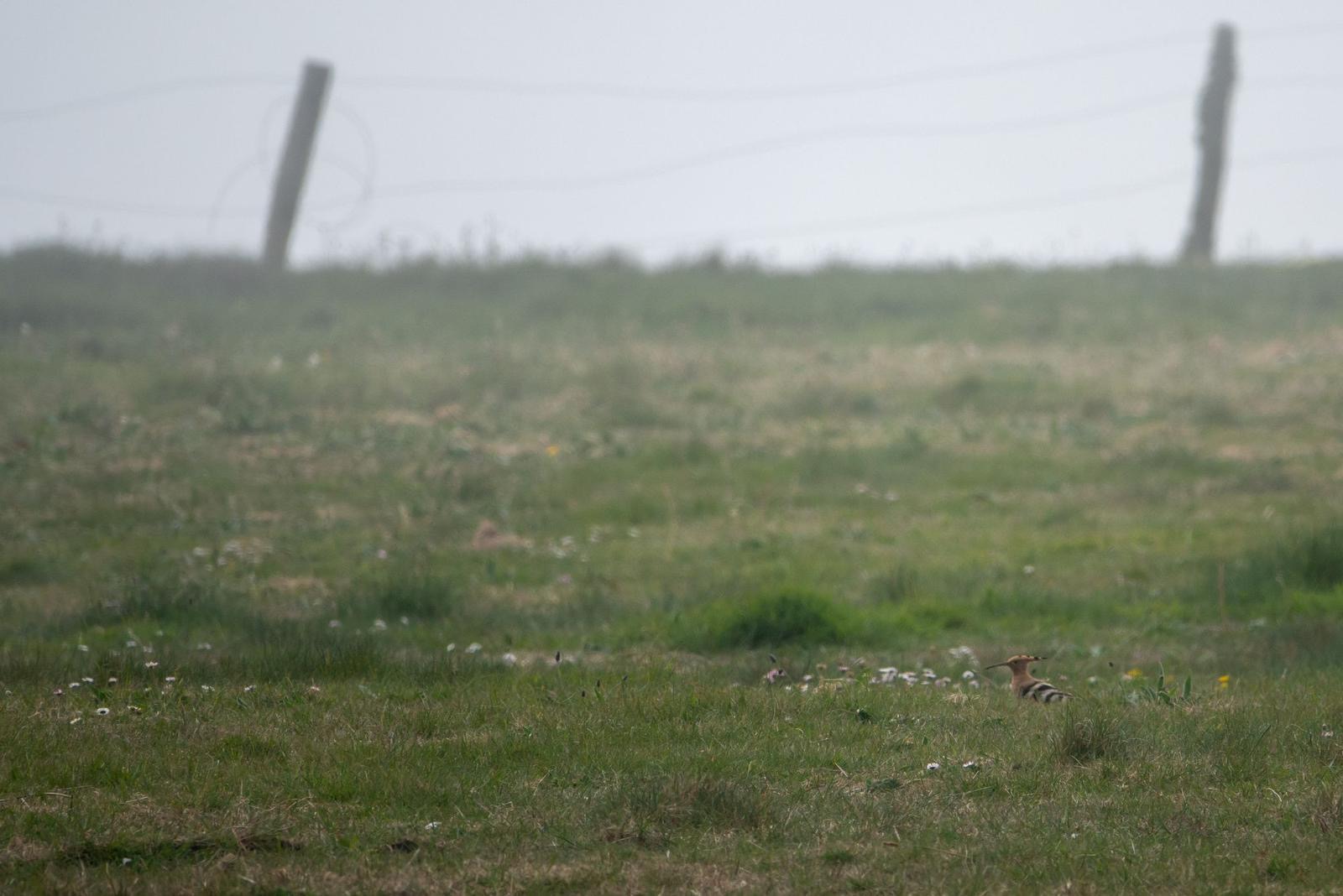 hoopoe2_brhd_09052024_dw.jpeg