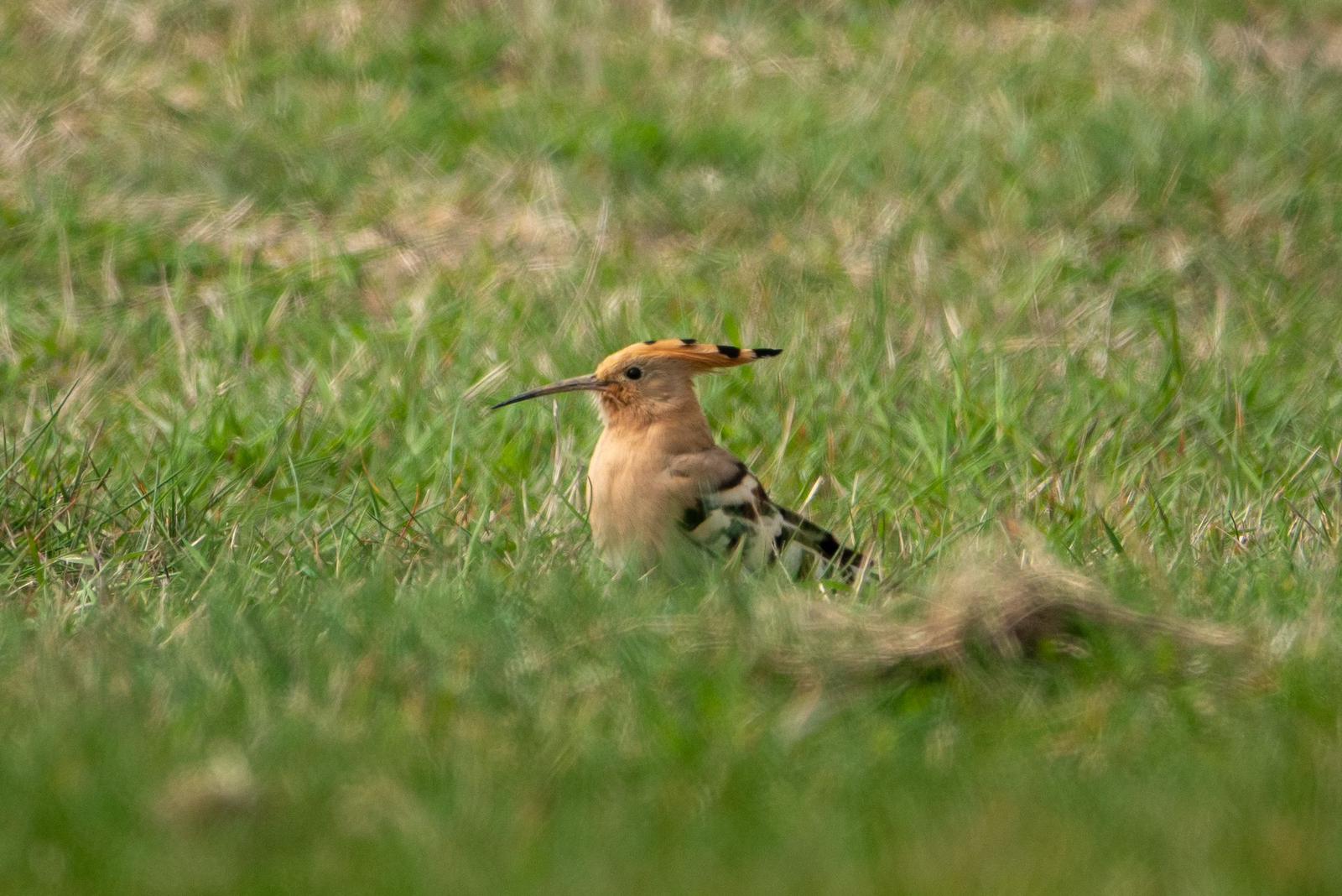 hoopoe_brhd_09052024_dw.jpeg