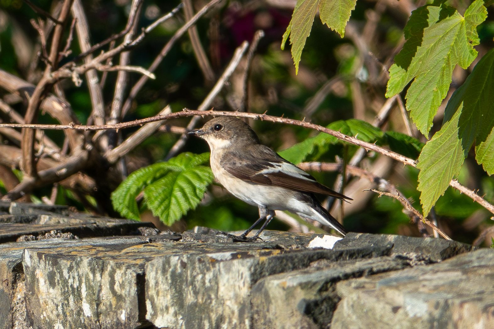 piefl_1sm_brhd_02052025_dw.jpeg