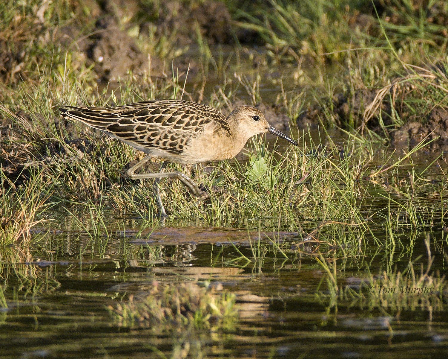 ruff_killongford_24082025_tm.jpeg