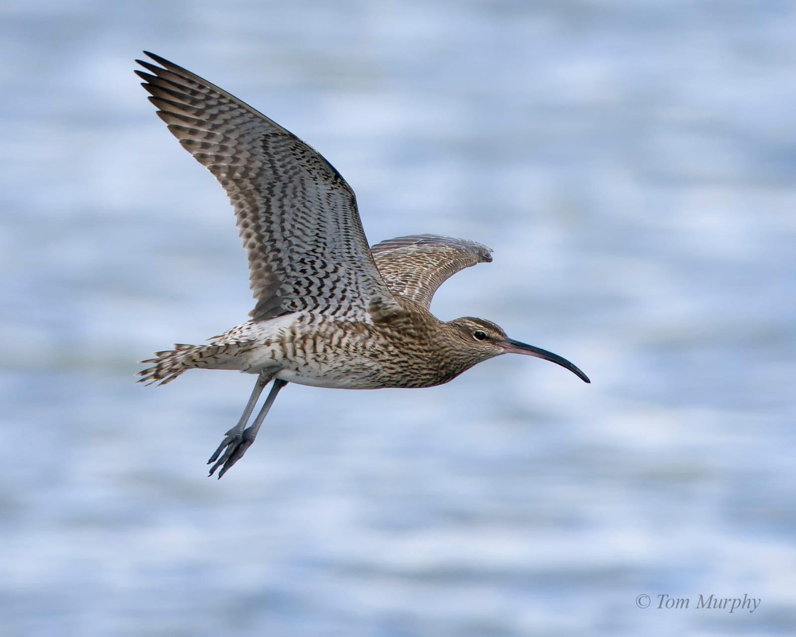 whimbrel_dungarvan_01052024_tm.jpeg