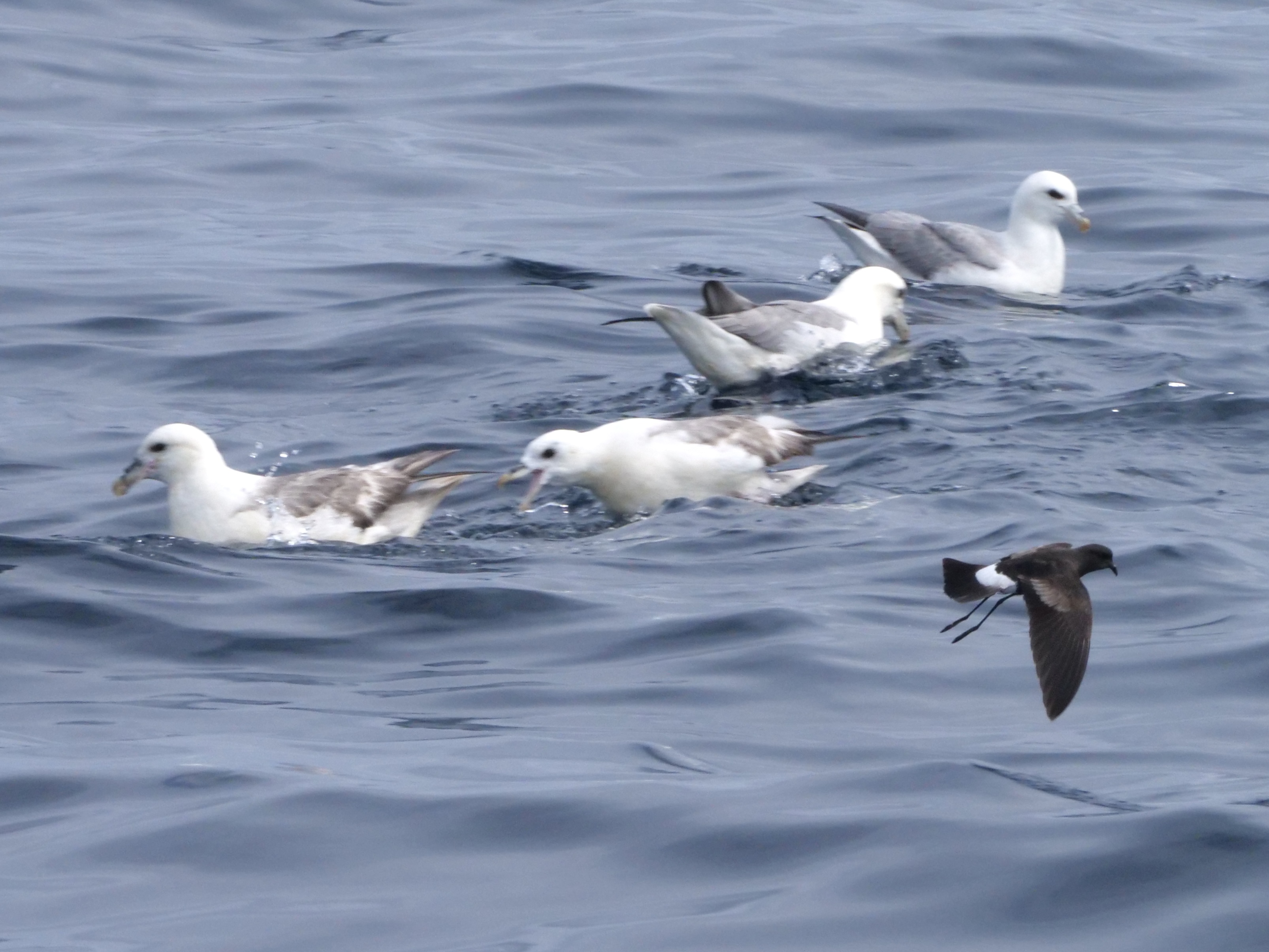 wilpe_8_pelagic_13082025_pmw.jpeg