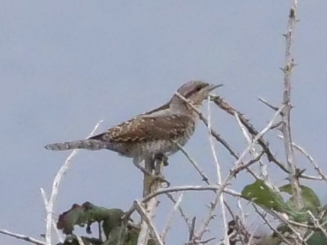 wryneck_brhd_24092024_brhd.jpeg